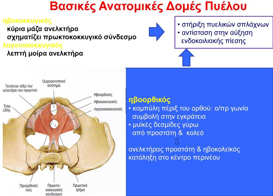 ενδοκοιλιακής πίεσης ηβοορθικός καμπύλη πέριξ του ορθού: ο/πρ γωνία συμβολή στην εγκράτεια