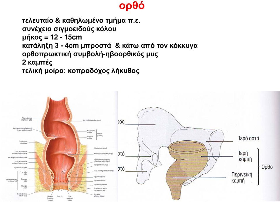 = 12-15cm κατάληξη 3-4cm μπροστά & κάτω από τον κόκκυγα