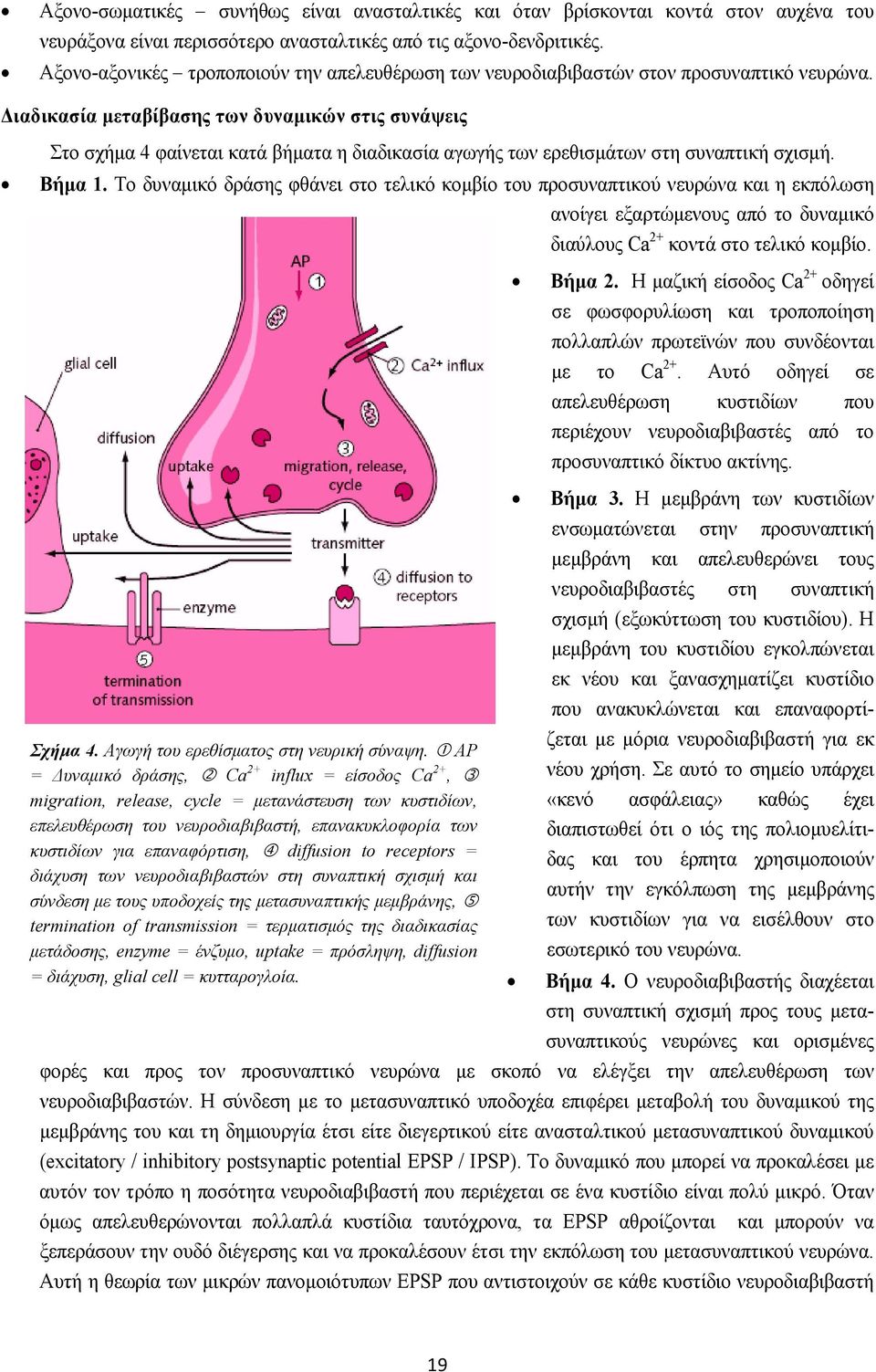 Διαδικασία μεταβίβασης των δυναμικών στις συνάψεις Στο σχήμα 4 φαίνεται κατά βήματα η διαδικασία αγωγής των ερεθισμάτων στη συναπτική σχισμή. Βήμα 1.