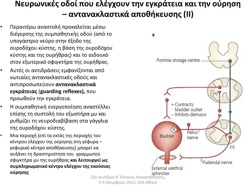 Αυτές οι αντιδράσεις εμφανίζονται από νωτιαίες αντανακλαστικές οδούς και αντιπροσωπεύουν αντανακλαστικά εγκράτειας (guarding reflexes), που προωθούν την εγκράτεια.