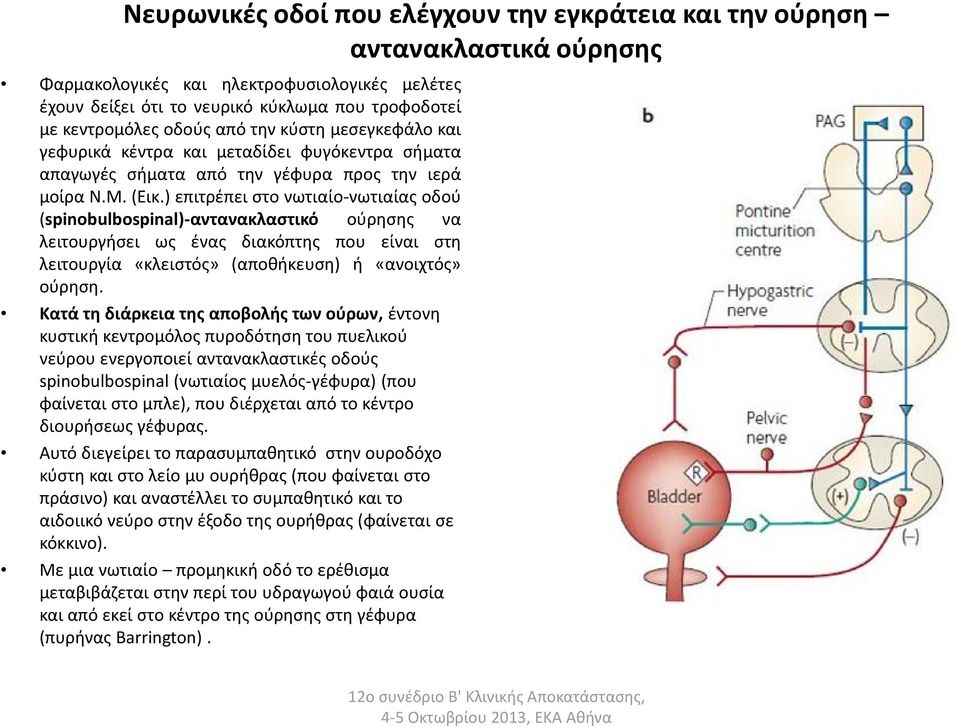 ) επιτρέπει στο νωτιαίο-νωτιαίας οδού (spinobulbospinal)-αντανακλαστικό ούρησης να λειτουργήσει ως ένας διακόπτης που είναι στη λειτουργία «κλειστός» (αποθήκευση) ή «ανοιχτός» ούρηση.