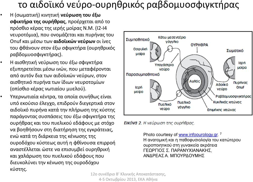 Η αισθητική νεύρωση του έξω σφιγκτήρα εξυπηρετείται μέσω ινών, που μεταφέρονται από αυτόν δια των αιδοϊικών νεύρων, στον αισθητικό πυρήνα των ίδιων νευροτομίων (οπίσθιο κέρας νωτιαίου μυελού).