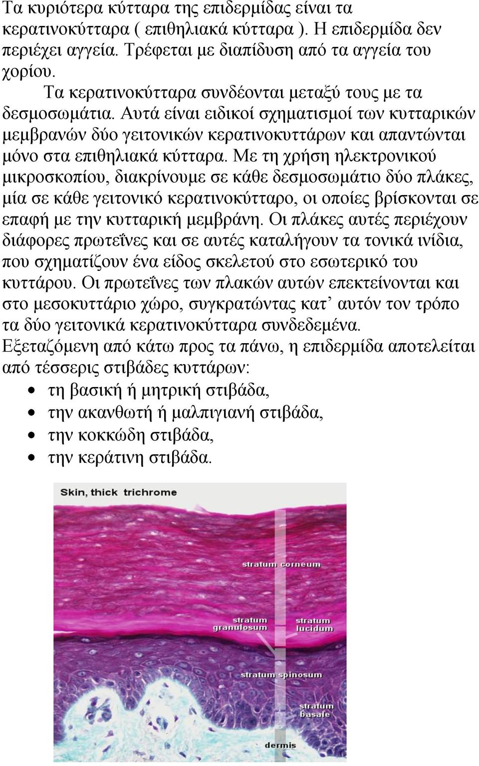 Με ηε ρξήζε ειεθηξνληθνύ κηθξνζθνπίνπ, δηαθξίλνπκε ζε θάζε δεζκνζσκάηην δύν πιάθεο, κία ζε θάζε γεηηνληθό θεξαηηλνθύηηαξν, νη νπνίεο βξίζθνληαη ζε επαθή κε ηελ θπηηαξηθή κεκβξάλε.
