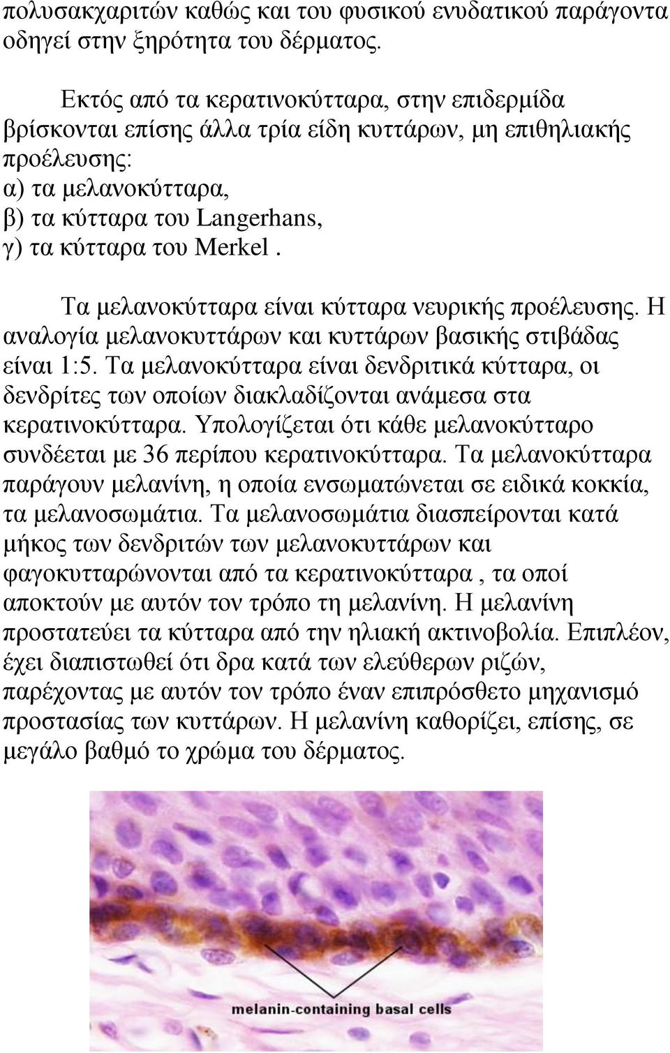 Σα κειαλνθύηηαξα είλαη θύηηαξα λεπξηθήο πξνέιεπζεο. Ζ αλαινγία κειαλνθπηηάξσλ θαη θπηηάξσλ βαζηθήο ζηηβάδαο είλαη 1:5.