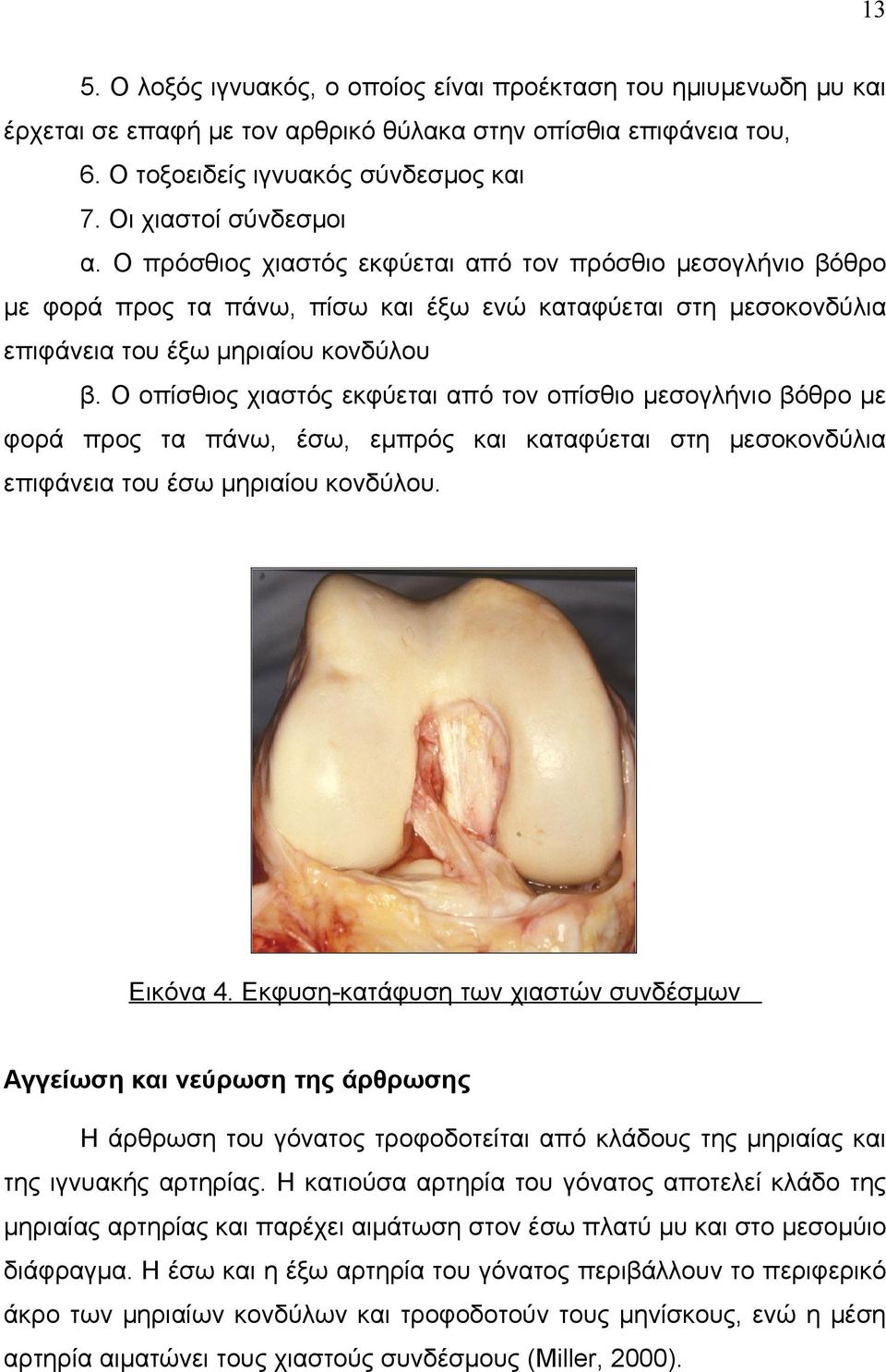 Ο οπίσθιος χιαστός εκφύεται από τον οπίσθιο μεσογλήνιο βόθρο με φορά προς τα πάνω, έσω, εμπρός και καταφύεται στη μεσοκονδύλια επιφάνεια του έσω μηριαίου κονδύλου. Εικόνα 4.