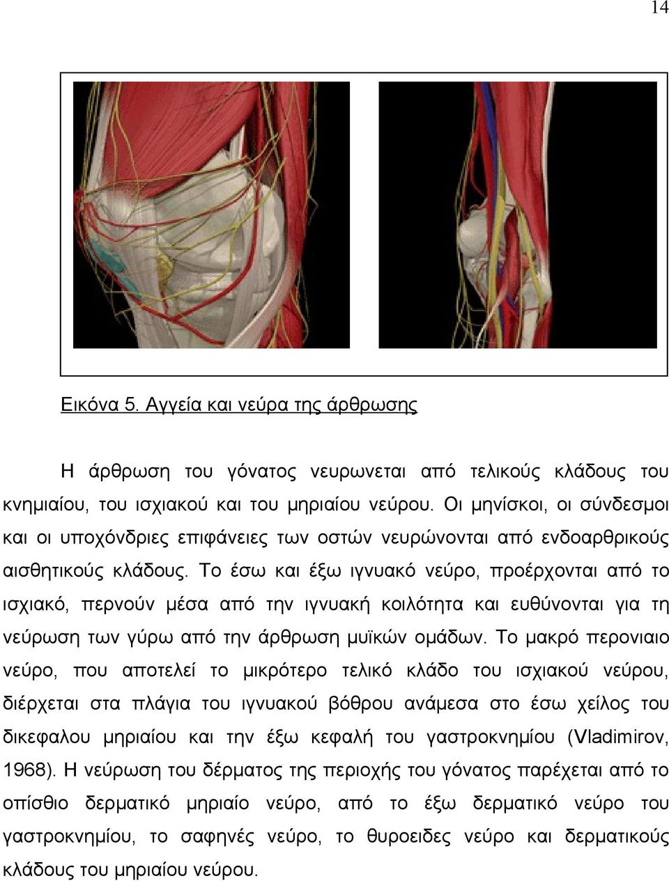 Το έσω και έξω ιγνυακό νεύρο, προέρχονται από το ισχιακό, περνούν μέσα από την ιγνυακή κοιλότητα και ευθύνονται για τη νεύρωση των γύρω από την άρθρωση μυϊκών ομάδων.