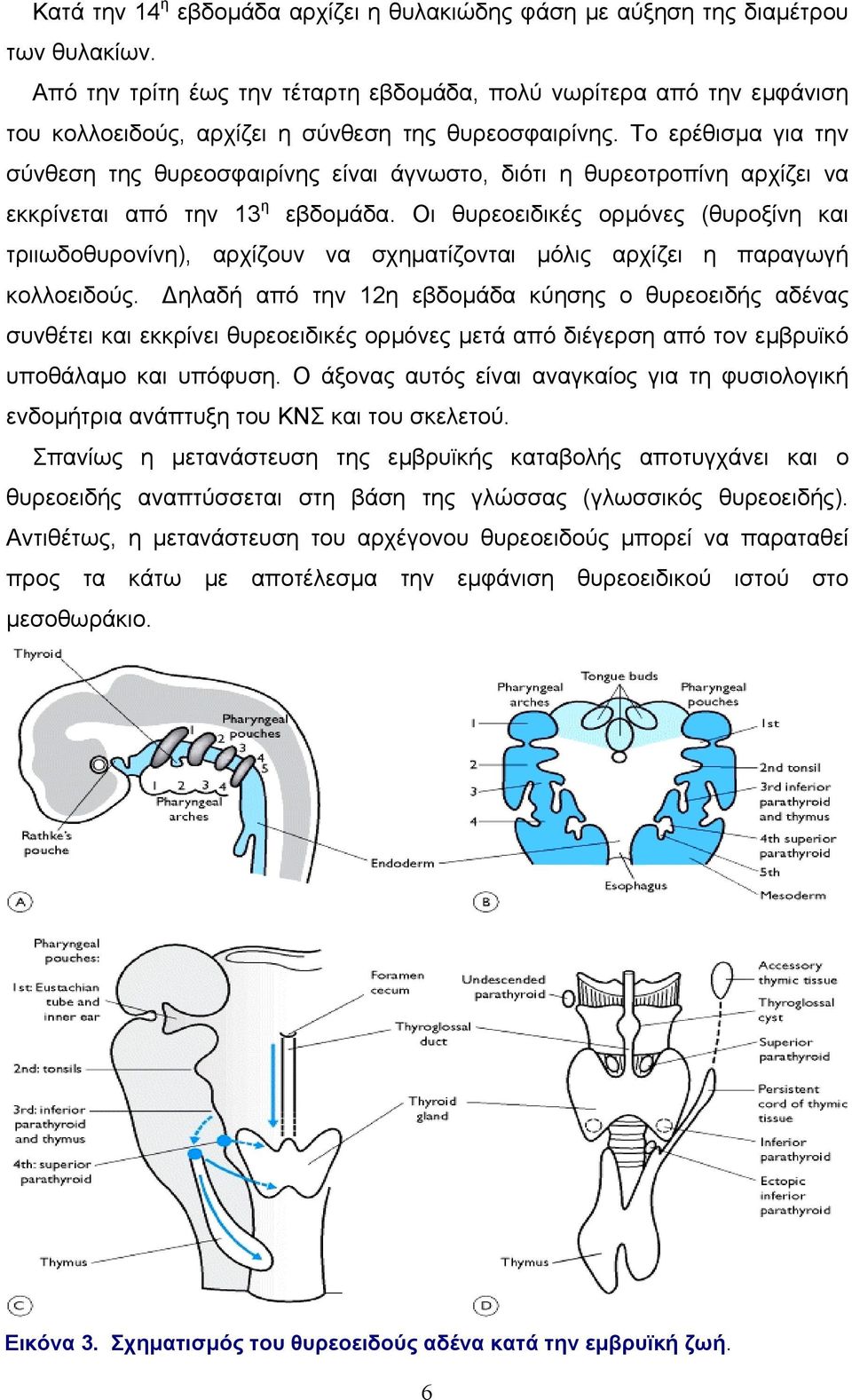 Το ερέθισμα για την σύνθεση της θυρεοσφαιρίνης είναι άγνωστο, διότι η θυρεοτροπίνη αρχίζει να εκκρίνεται από την 13 η εβδομάδα.