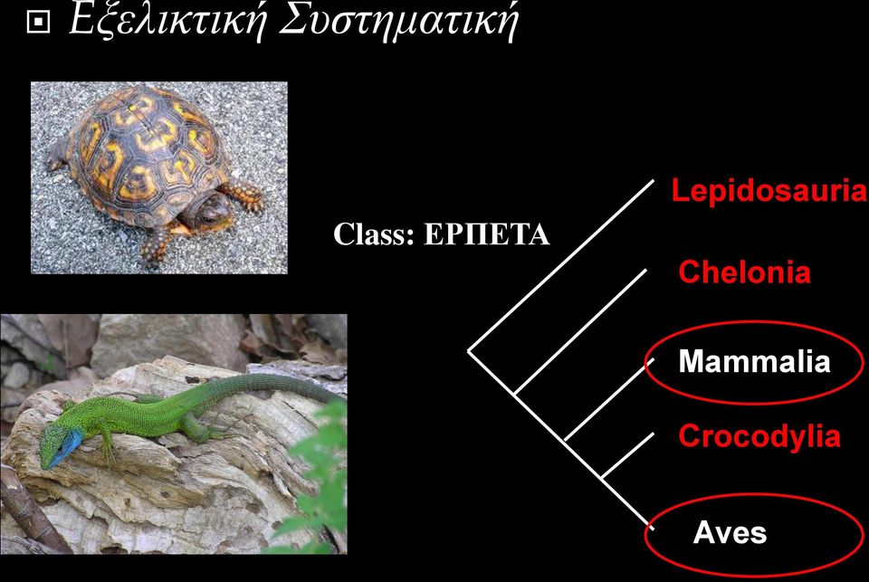 ΕΡΠΕΤΑ Lepidosauria