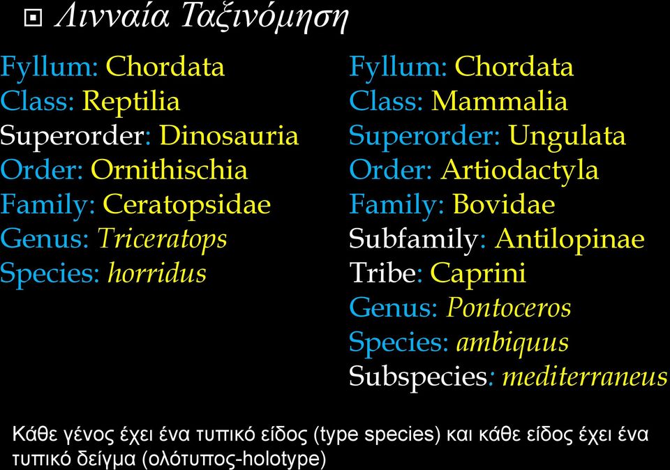 Artiodactyla Family: Bovidae Subfamily: Antilopinae Tribe: Caprini Genus: Pontoceros Species: ambiquus