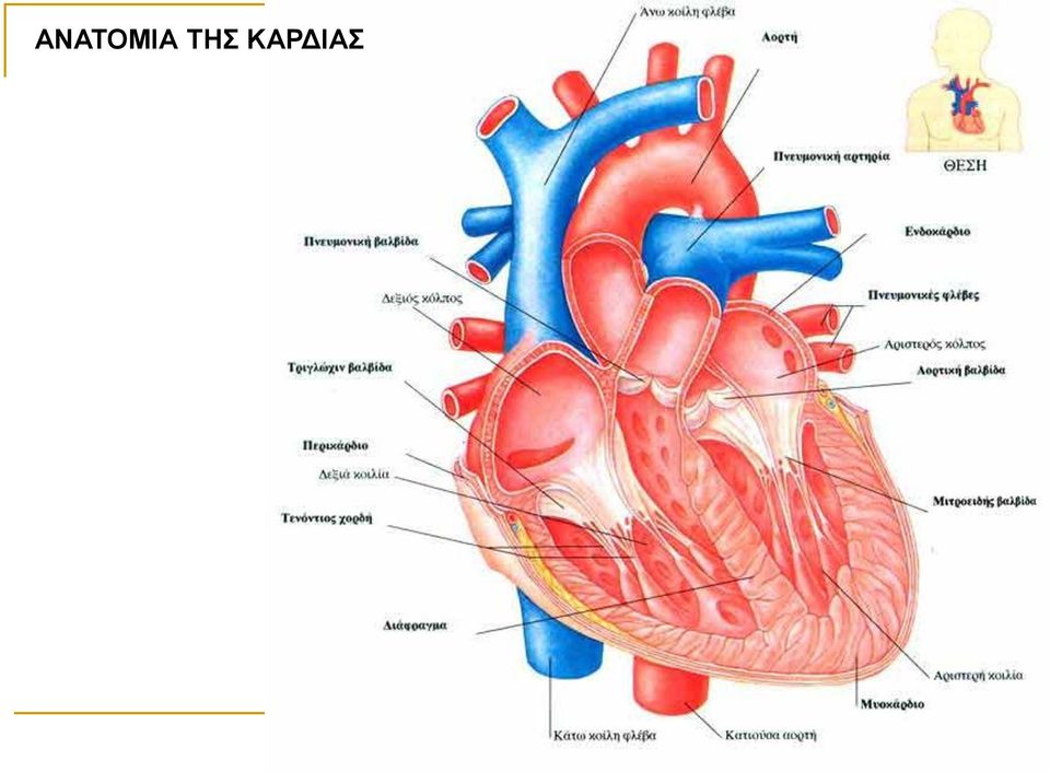 ΚΑΡΔΙΑΣ