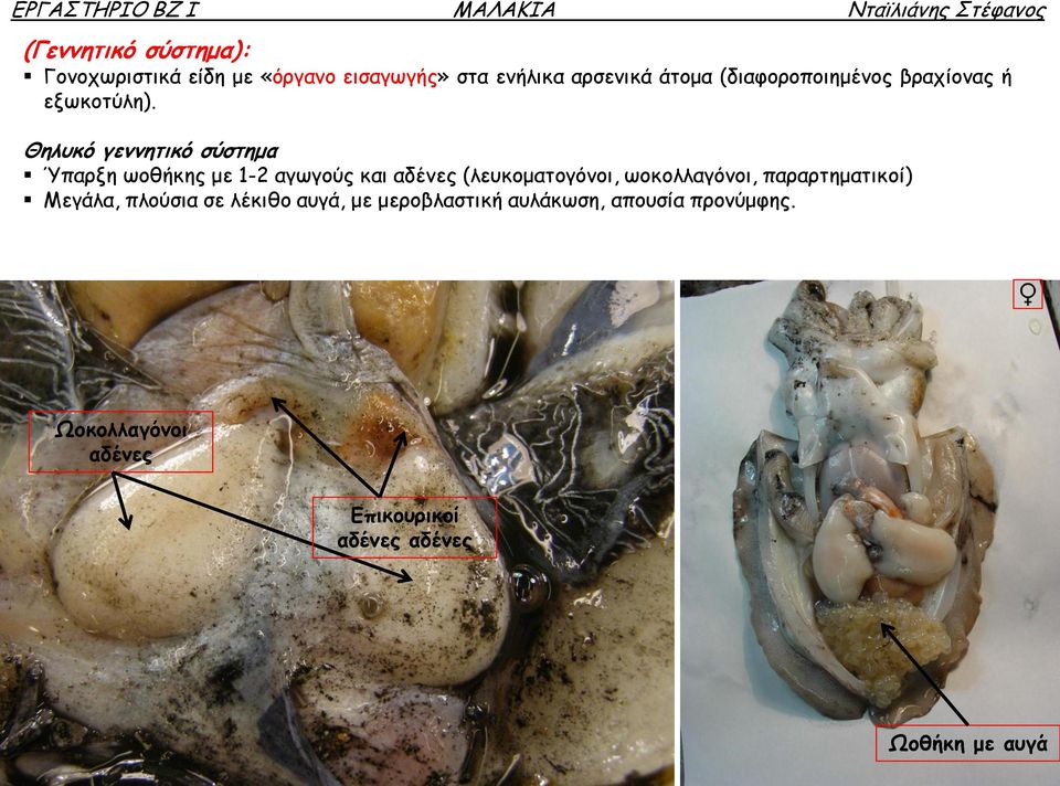 Θηλυκό γεννητικό σύστημα Ύπαρξη ωοθήκης με 1-2 αγωγούς και αδένες (λευκοματογόνοι,