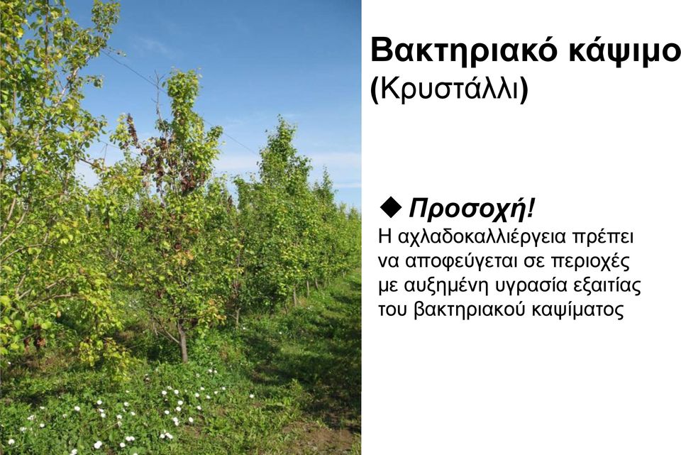 Η αχλαδοκαλλιέργεια πρέπει να