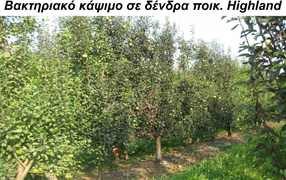 δένδρα