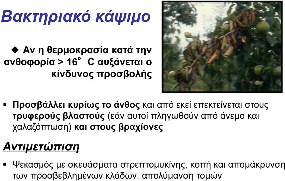 (εάν αυτοί πληγωθούν από άνεμο και χαλαζόπτωση) και στους βραχίονες Αντιμετώπιση