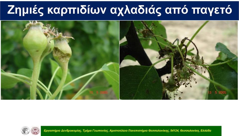Γεωπονίας, Αριστοτέλειο Πανεπιστήμιο