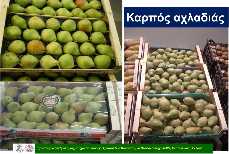 Αριστοτέλειο Πανεπιστήμιο