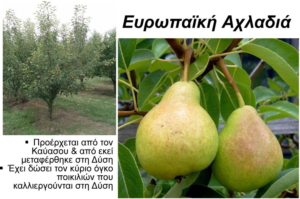 δώσει τον κύριο όγκο ποικιλιών που