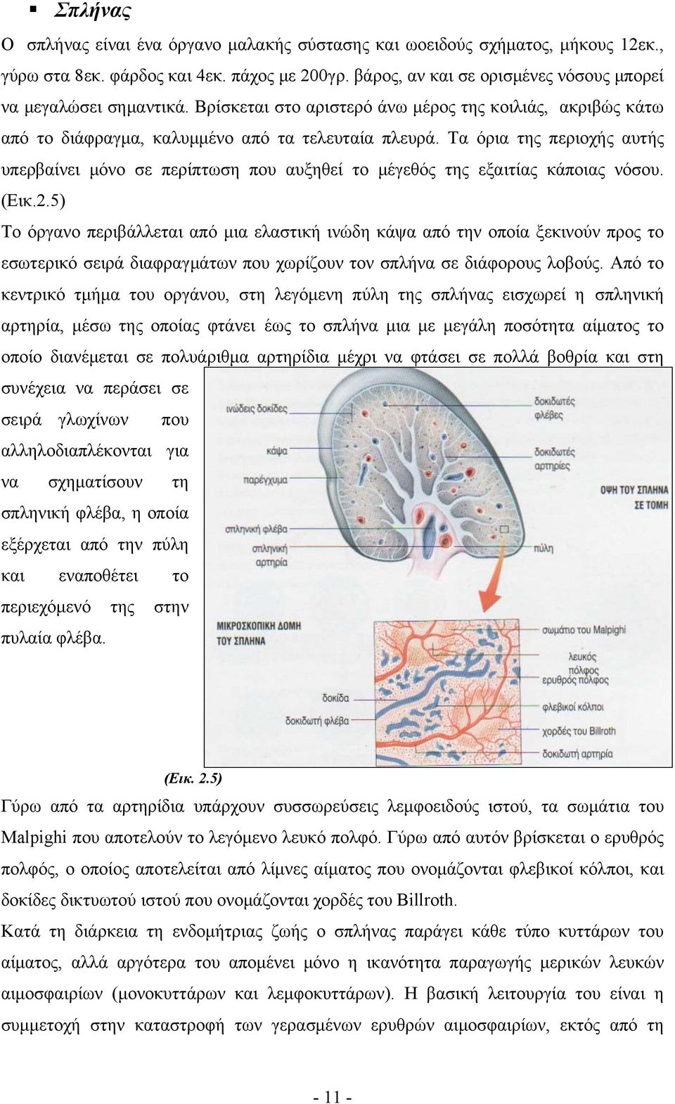 Τα όρια της περιοχής αυτής υπερβαίνει μόνο σε περίπτωση που αυξηθεί το μέγεθός της εξαιτίας κάποιας νόσου. (Εικ.2.