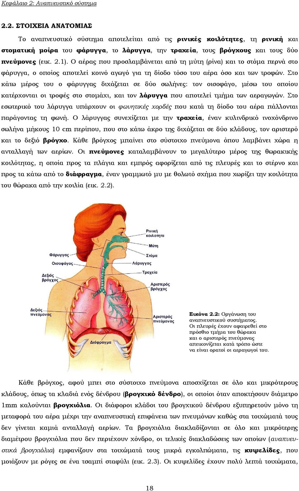 2. ΣΤΟΙΧΕΙΑ ΑΝΑΤΟΜΙΑΣ Το αναπνευστικό σύστημα αποτελείται από τις ρινικές κοιλότητες, τη ρινική και στοματική μοίρα του φάρυγγα, το λάρυγγα, την τραχεία, τους βρόγχους και τους δύο πνεύμονες (εικ. 2.