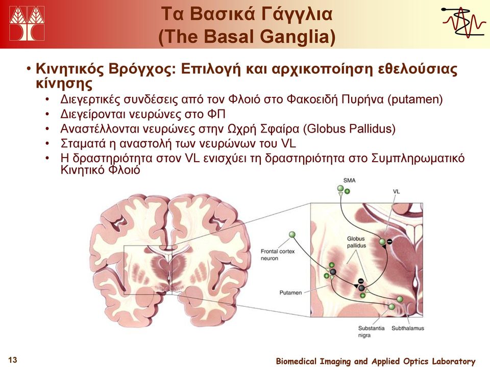 νευρώνες στο ΦΠ Αναστέλλονται νευρώνες στην Ωχρή Σφαίρα (Globus Pallidus) Σταματά η αναστολή