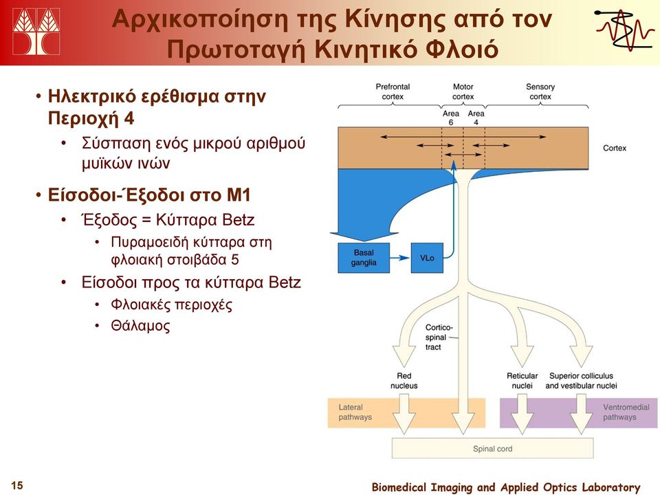 Είσοδοι-Έξοδοι στο Μ1 Έξοδος = Κύτταρα Betz Πυραμοειδή κύτταρα στη