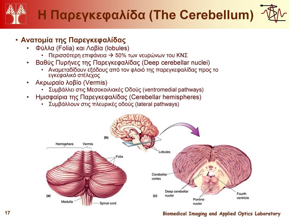 της παρεγκεφαλίδας προς το εγκεφαλικό στέλεχος Ακρωραίο λοβίο (Vermis) Συμβάλλει στις Μεσοκοιλιακές Οδούς