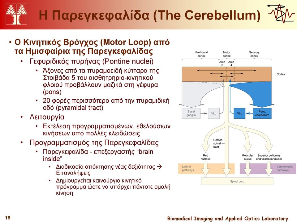 (pyramidal tract) Λειτουργία Εκτέλεση προγραμματισμένων, εθελούσιων κινήσεων από πολλές κλειδώσεις Προγραμματισμός της Παρεγκεφαλίδας Παρεγκεφαλίδα -