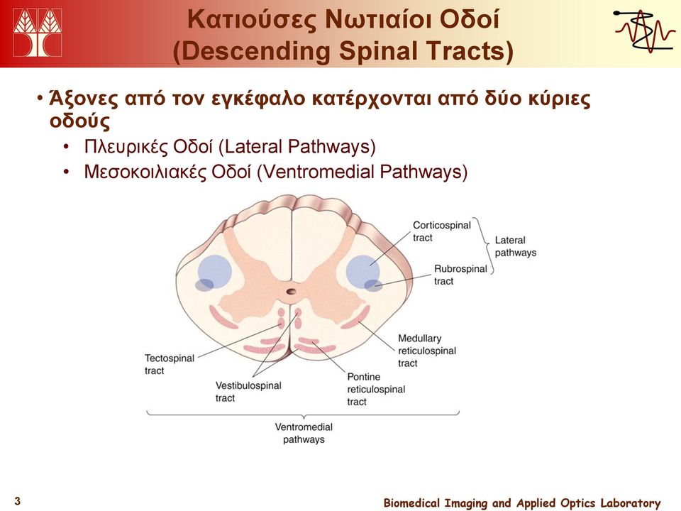 από δύο κύριες οδούς Πλευρικές Οδοί (Lateral