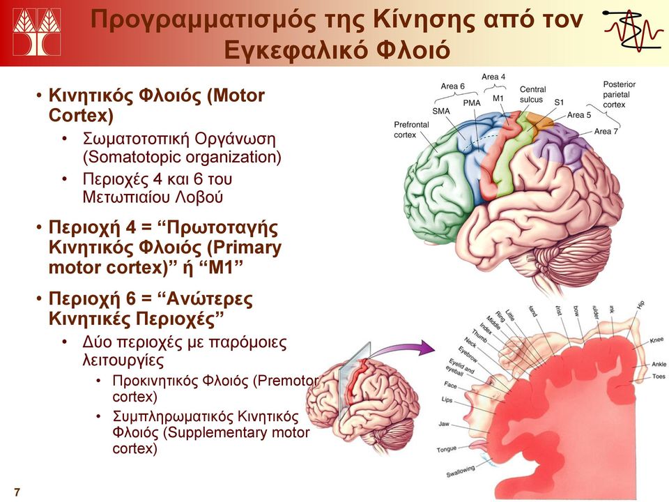 Κινητικός Φλοιός (Primary motor cortex) ή M1 Περιοχή 6 = Ανώτερες Κινητικές Περιοχές Δύο περιοχές με