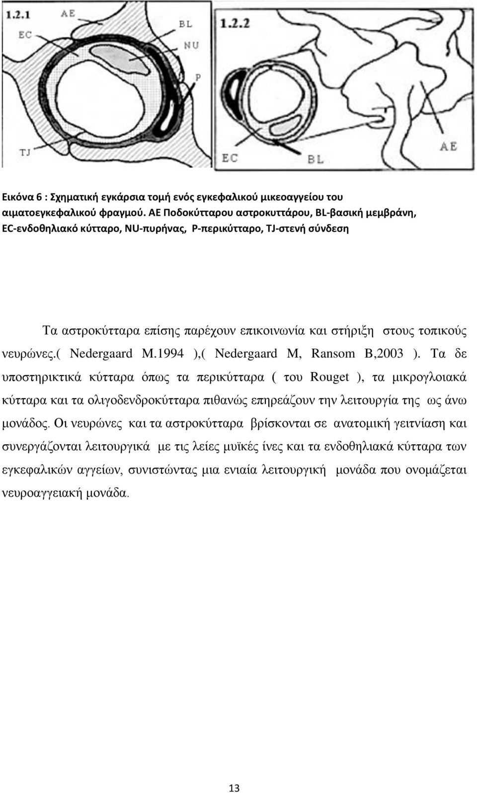 νευρώνες.( Nedergaard M.1994 ),( Nedergaard M, Ransom B,2003 ).