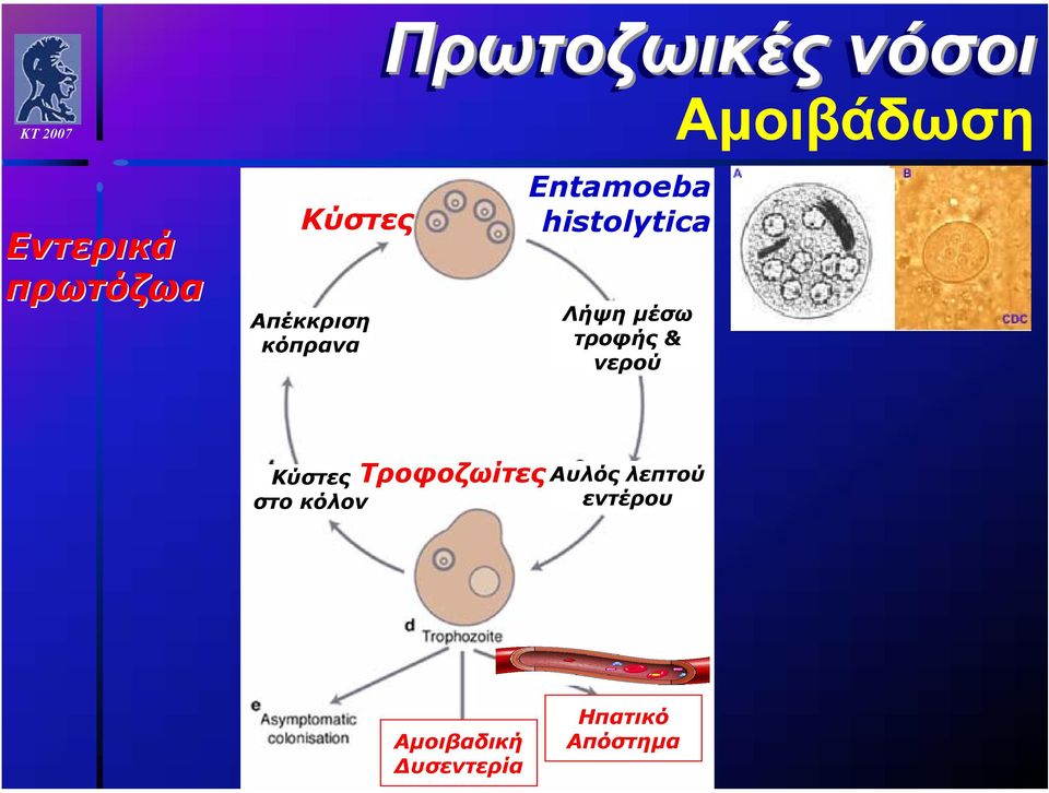 Αµοιβάδωση Κύστες στο κόλον Τροφοζωίτες Αυλός