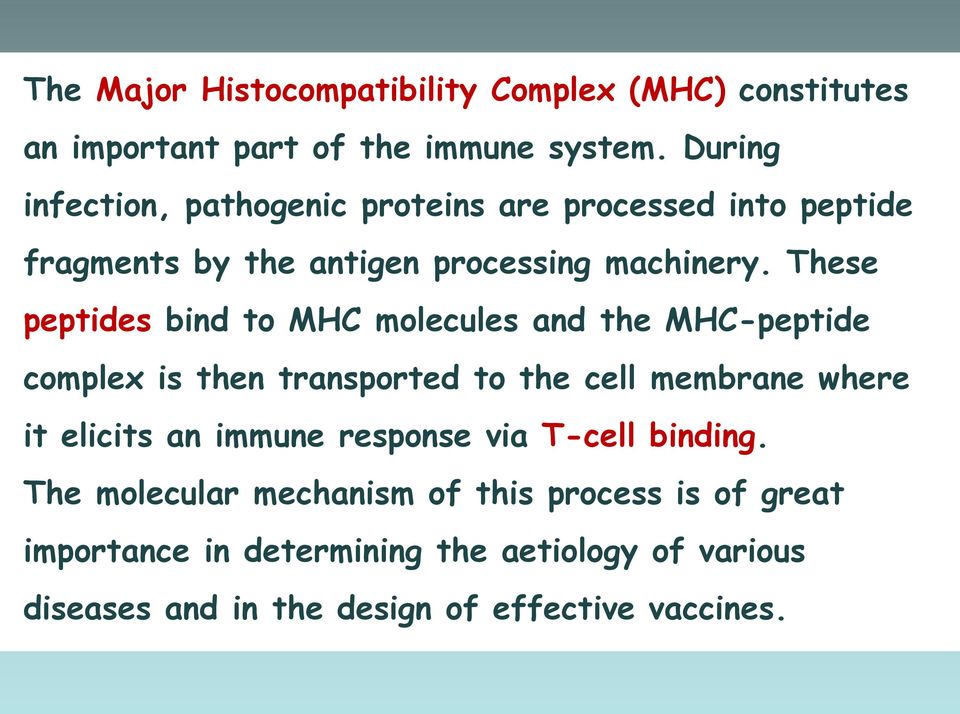 These peptides bind to MHC molecules and the MHC-peptide complex is then transported to the cell membrane where it elicits an