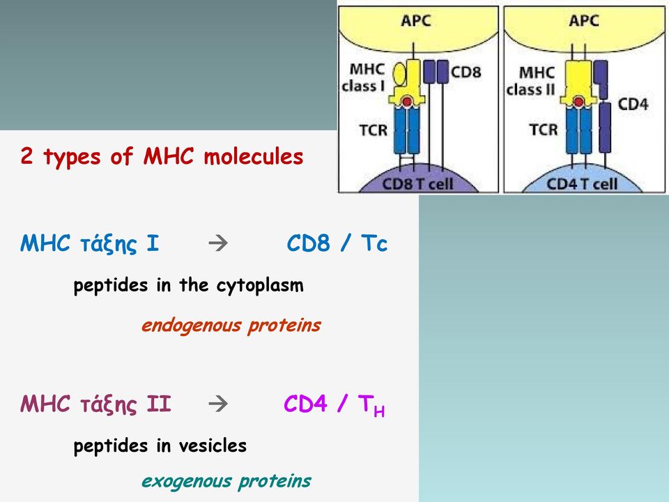 endogenous proteins MHC τάξης ΙΙ CD4 /