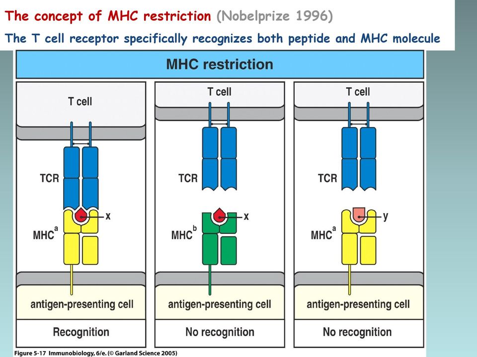 receptor specifically