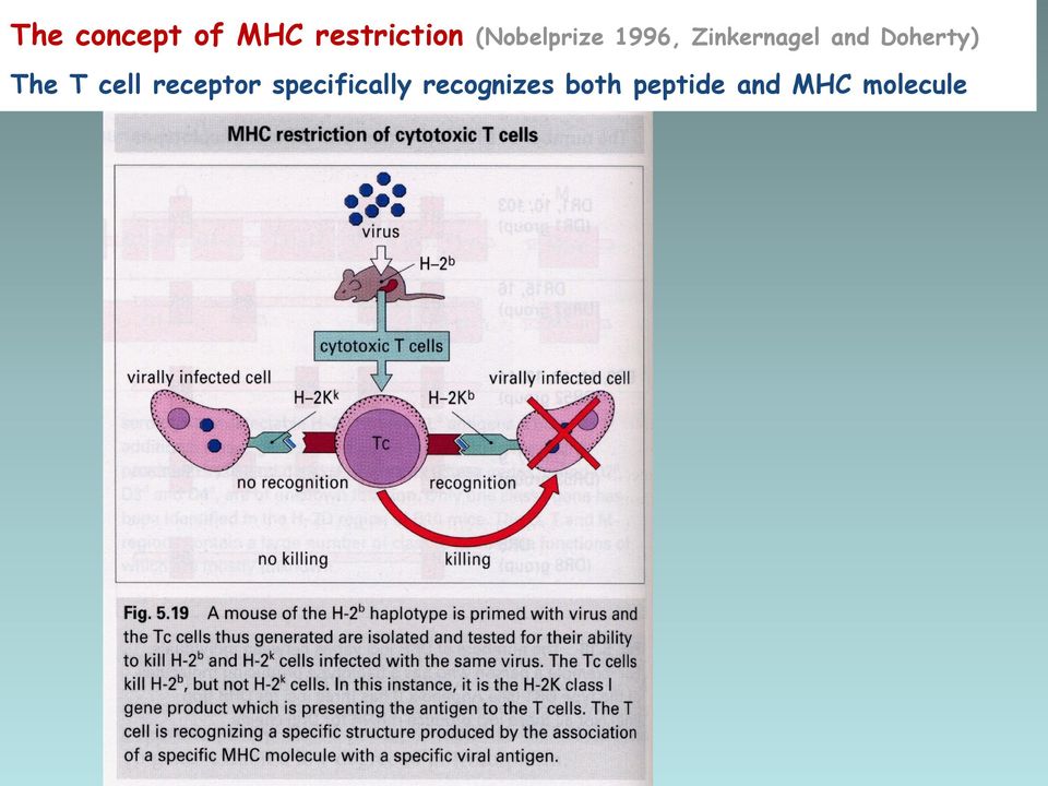 Doherty) The T cell receptor