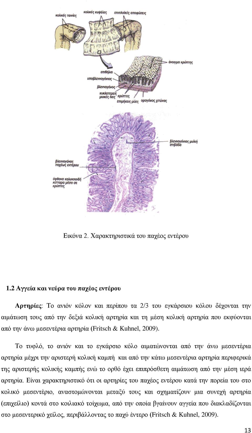 από την άνω μεσεντέρια αρτηρία (Fritsch & Kuhnel, 2009).