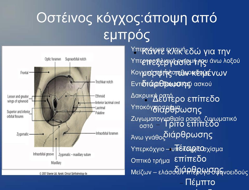 οστό Υποκόγχιο τρήμα Ζυγωματογναθιαία ραφή, ζυγωματικό οστό Άνω γνάθος