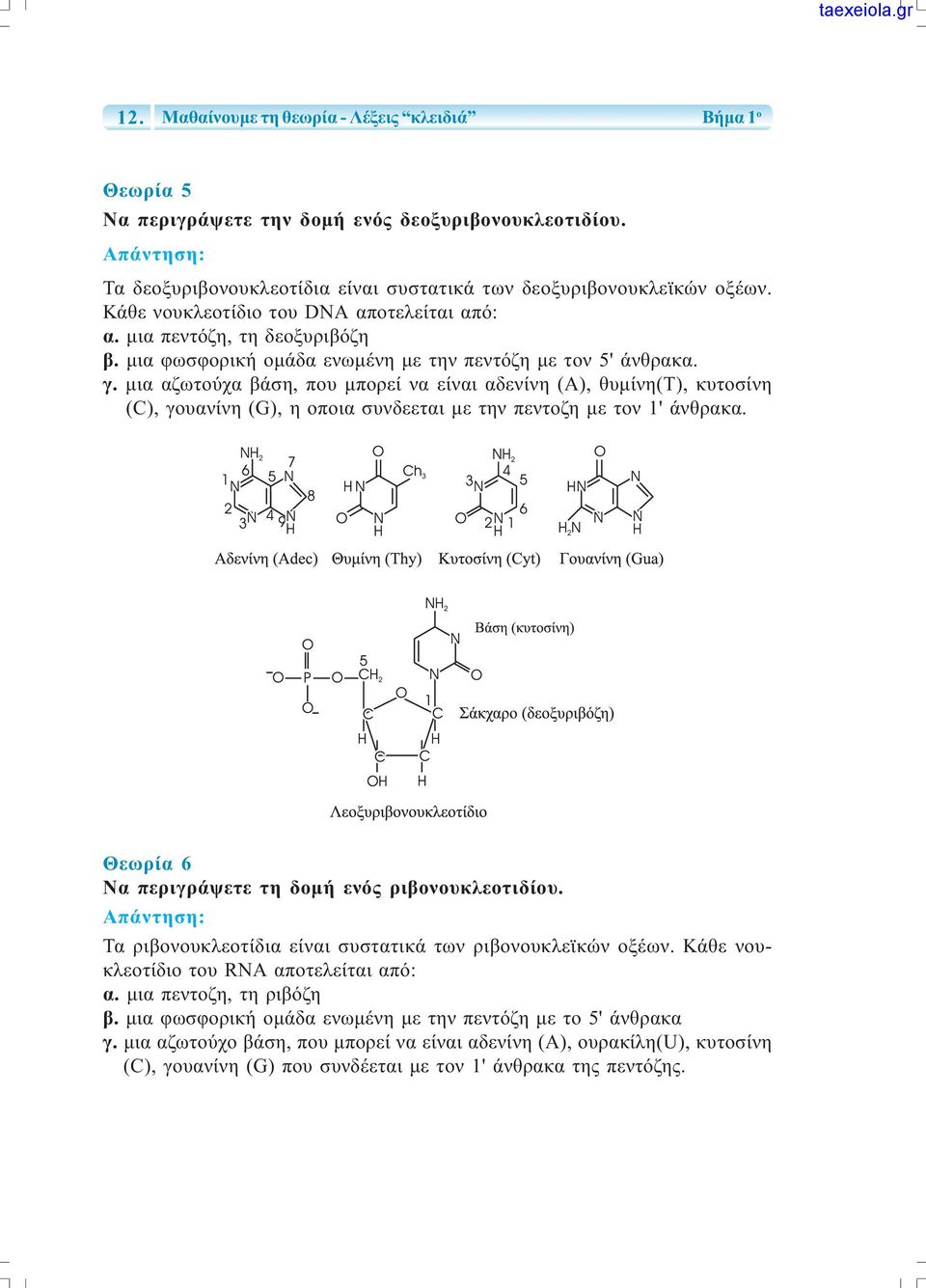 µια αζωτούχα βάση, που µπορεί να είναι αδενίνη (Α), θυµίνη(τ), κυτοσίνη (C), γουανίνη (G), η οποια συνδεεται µε την πεντοζη µε τον 1' άνθρακα. Θεωρία 6 Να περιγράψετε τη δοµή ενός ριβονουκλεοτιδίου.