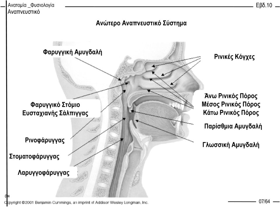 Ρινικός Πόρος Μέσος Ρινικός Πόρος Κάτω Ρινικός Πόρος Παρίσθµια