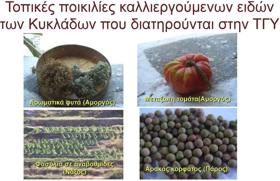 φυτά (Αμοργός) Μεταξωτή τομάτα(αμοργός)