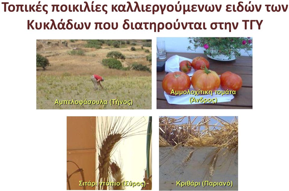 Αμπελοφάσουλα (Τήνος) Αμμολοχίτικη τομάτα