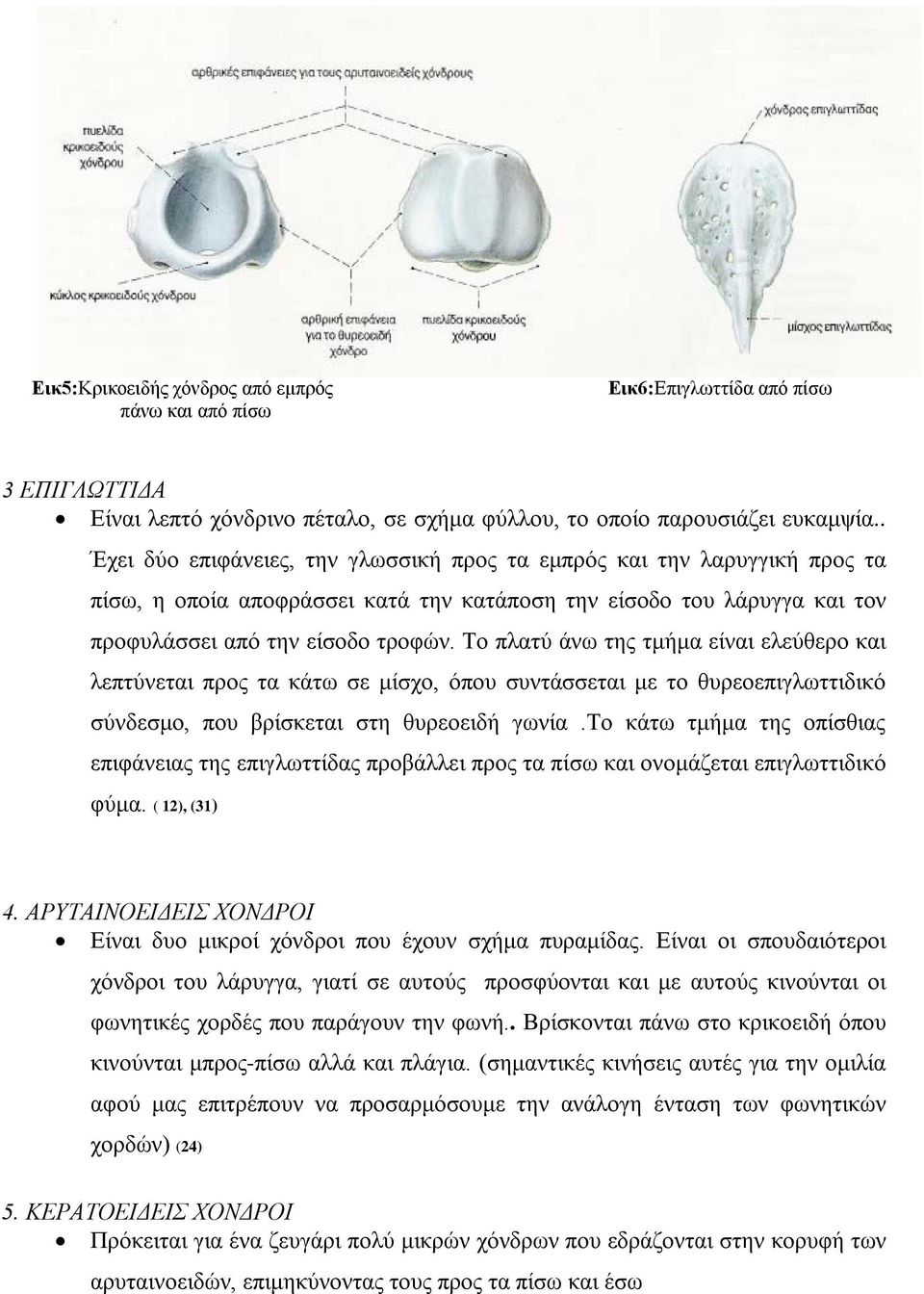 Το πλατύ άνω της τμήμα είναι ελεύθερο και λεπτύνεται προς τα κάτω σε μίσχο, όπου συντάσσεται με το θυρεοεπιγλωττιδικό σύνδεσμο, που βρίσκεται στη θυρεοειδή γωνία.