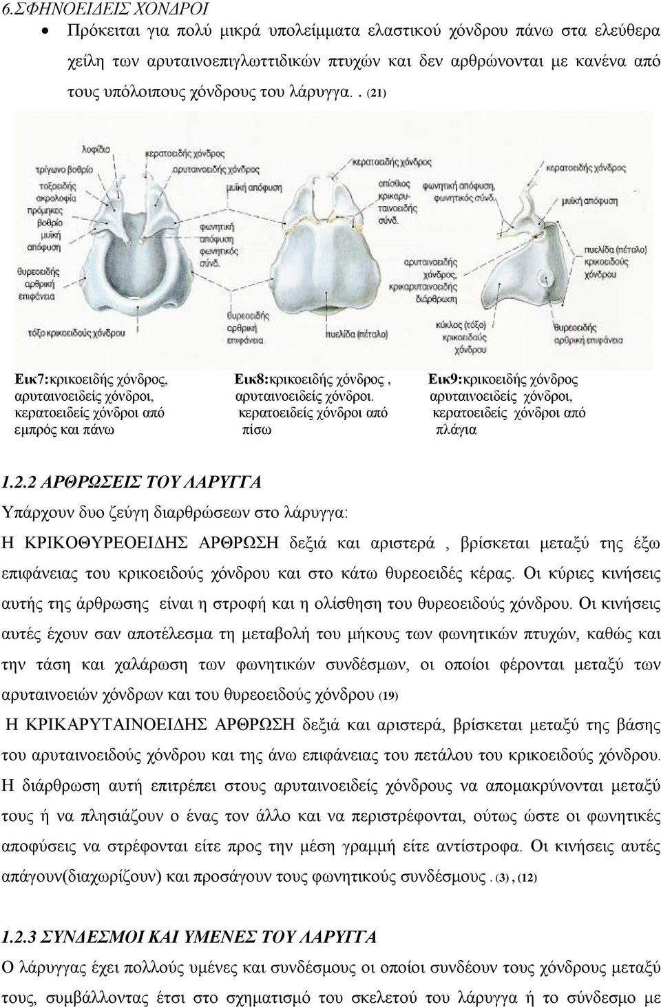 αρυταινοειδείς χόνδροι, κερατοειδείς χόνδροι από κερατοειδείς χόνδροι από κερατοειδείς χόνδροι από εμπρός και πάνω πίσω πλάγια 1.2.