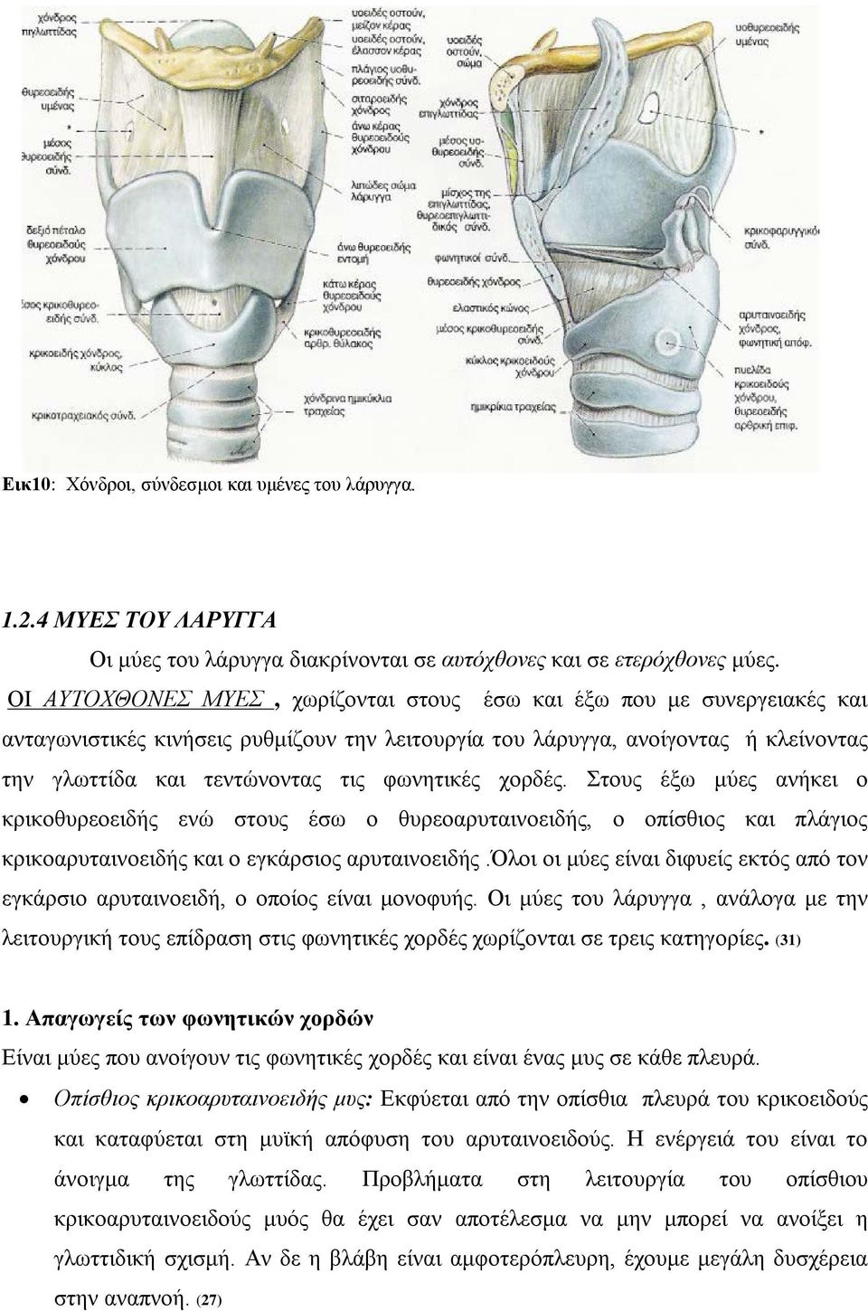 φωνητικές χορδές. Στους έξω μύες ανήκει ο κρικοθυρεοειδής ενώ στους έσω ο θυρεοαρυταινοειδής, ο οπίσθιος και πλάγιος κρικοαρυταινοειδής και ο εγκάρσιος αρυταινοειδής.