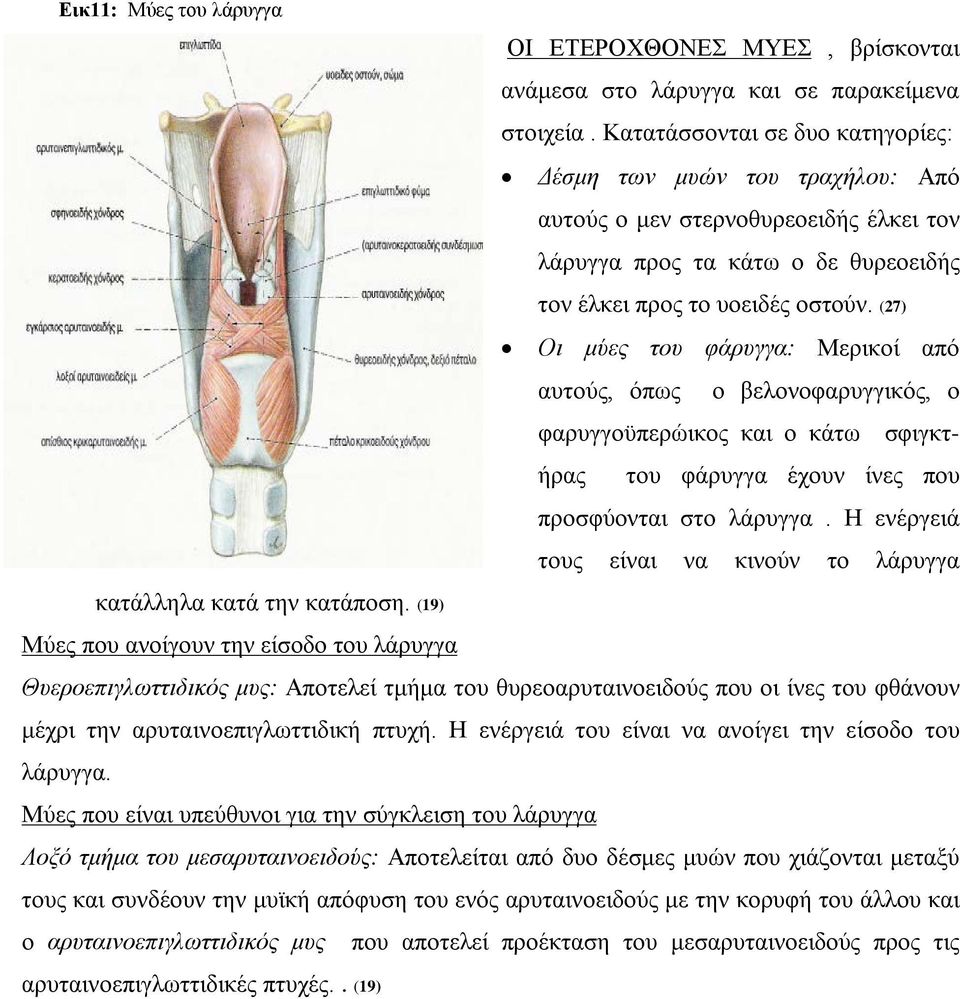 (27) Οι μύες του φάρυγγα: Μερικοί από αυτούς, όπως ο βελονοφαρυγγικός, ο φαρυγγοϋπερώικος και ο κάτω σφιγκτήρας του φάρυγγα έχουν ίνες που προσφύονται στο λάρυγγα.