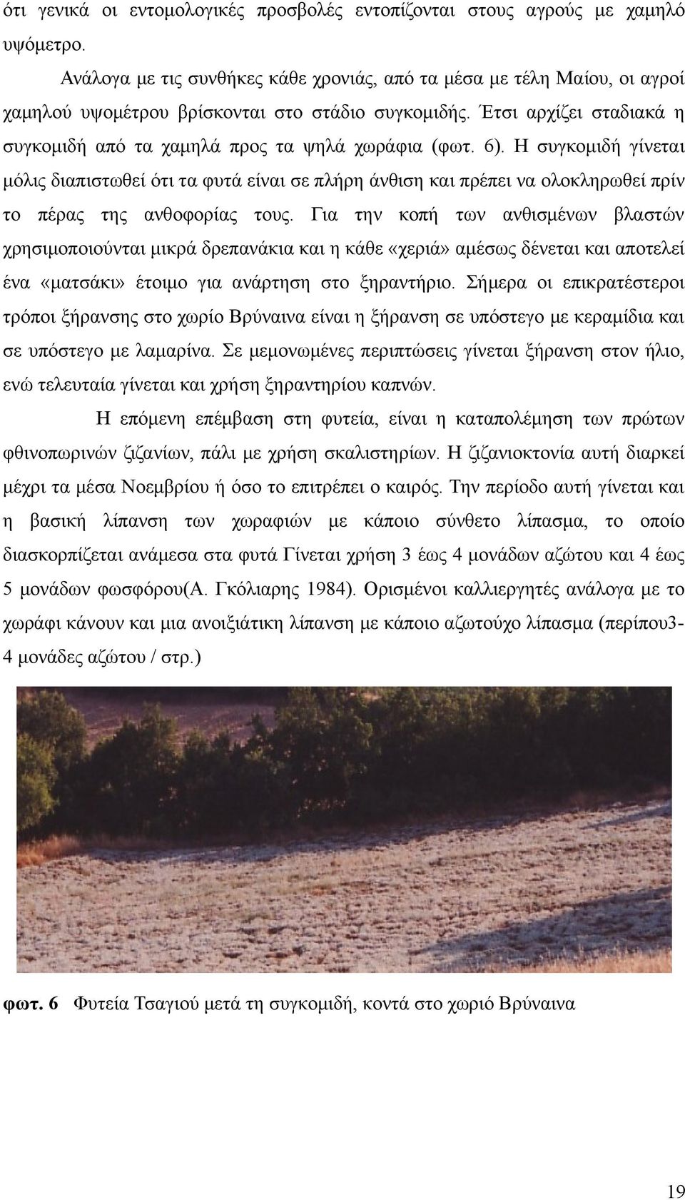 6). Η συγκομιδή γίνεται μόλις διαπιστωθεί ότι τα φυτά είναι σε πλήρη άνθιση και πρέπει να ολοκληρωθεί πρίν το πέρας της ανθοφορίας τους.