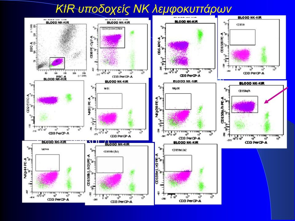 (KIR3DL2) CD158z (KIR3DL7) Activating KIR CD158h (KIR2DS1) CD158j