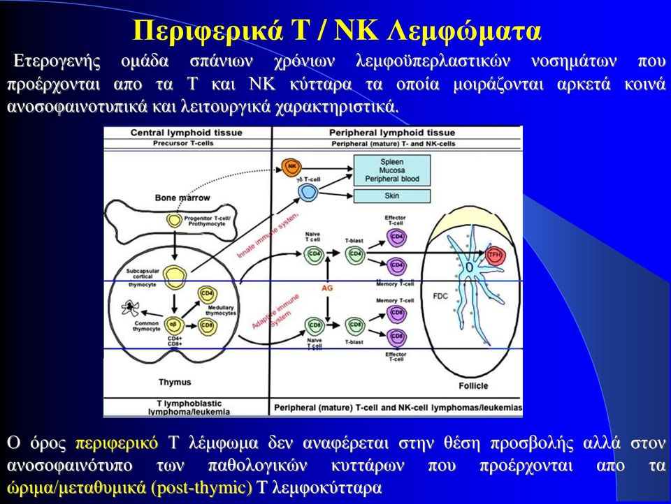 λειτουργικά χαρακτηριστικά.