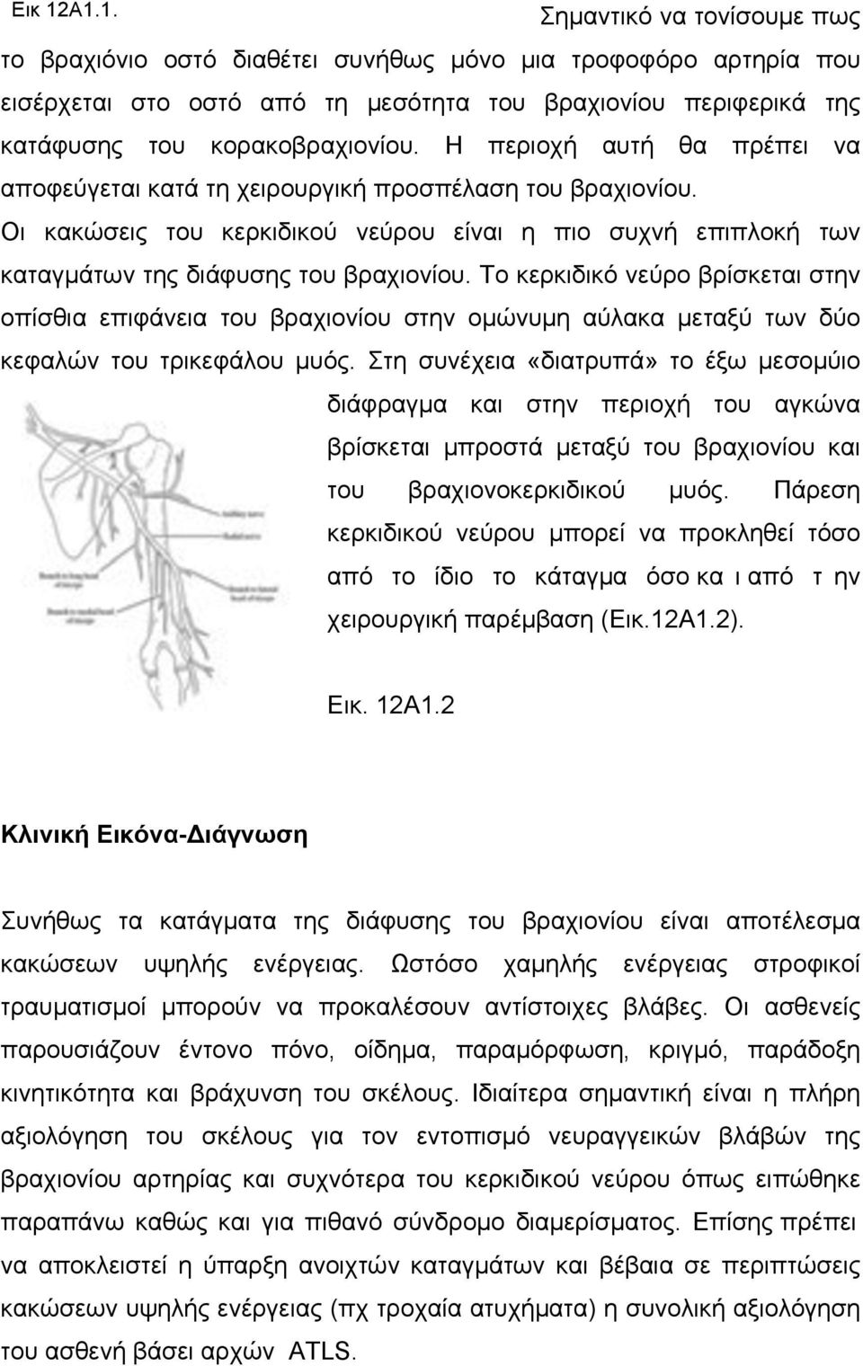 Το κερκιδικό νεύρο βρίσκεται στην οπίσθια επιφάνεια του βραχιονίου στην οµώνυµη αύλακα µεταξύ των δύο κεφαλών του τρικεφάλου µυός.