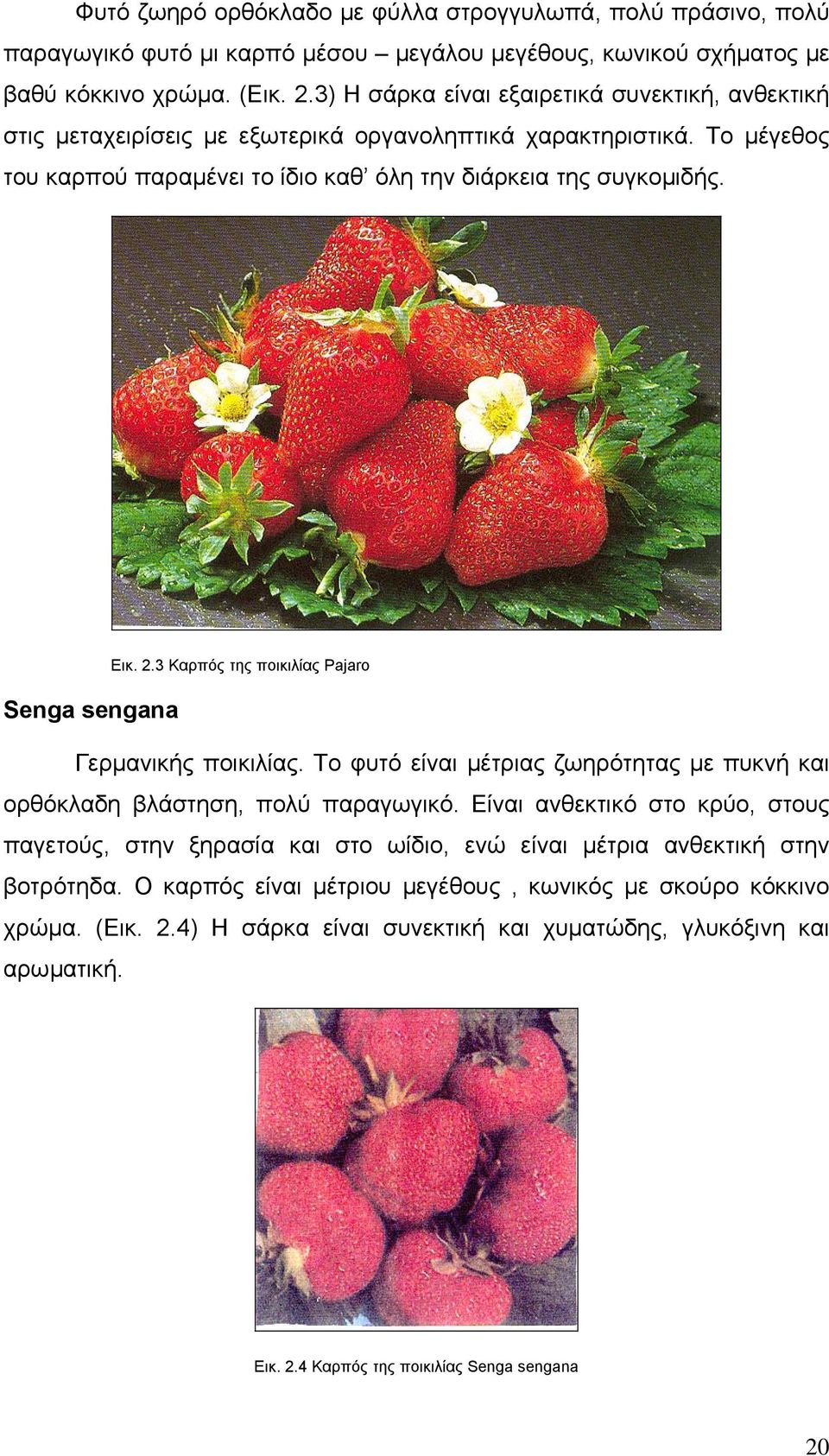 3 Καρπός της ποικιλίας Pajaro Senga sengana Γερµανικής ποικιλίας. Το φυτό είναι µέτριας ζωηρότητας µε πυκνή και ορθόκλαδη βλάστηση, πολύ παραγωγικό.